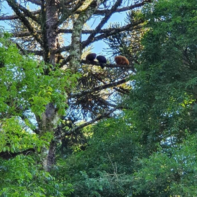 Sitio Recanto Feliz Gramado Exteriör bild